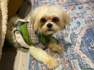 Mixed Breed dogs Bonbon in London - Advert 1