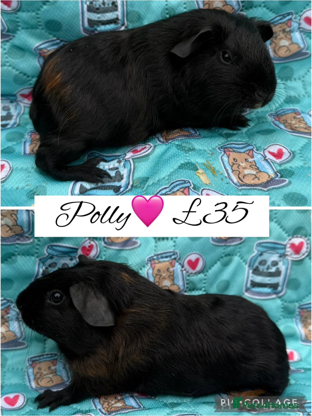 Guinea Pig rodents for sale: Male/Female guinea pigs  - Advert 1