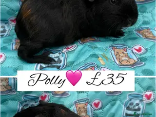 Guinea Pig rodents Male/Female guinea pigs - Advert 1