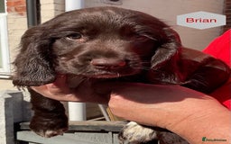 Sprocker dogs for sale: Sprockers 3/4 Cocker spaniel puppies for sale - Image 19