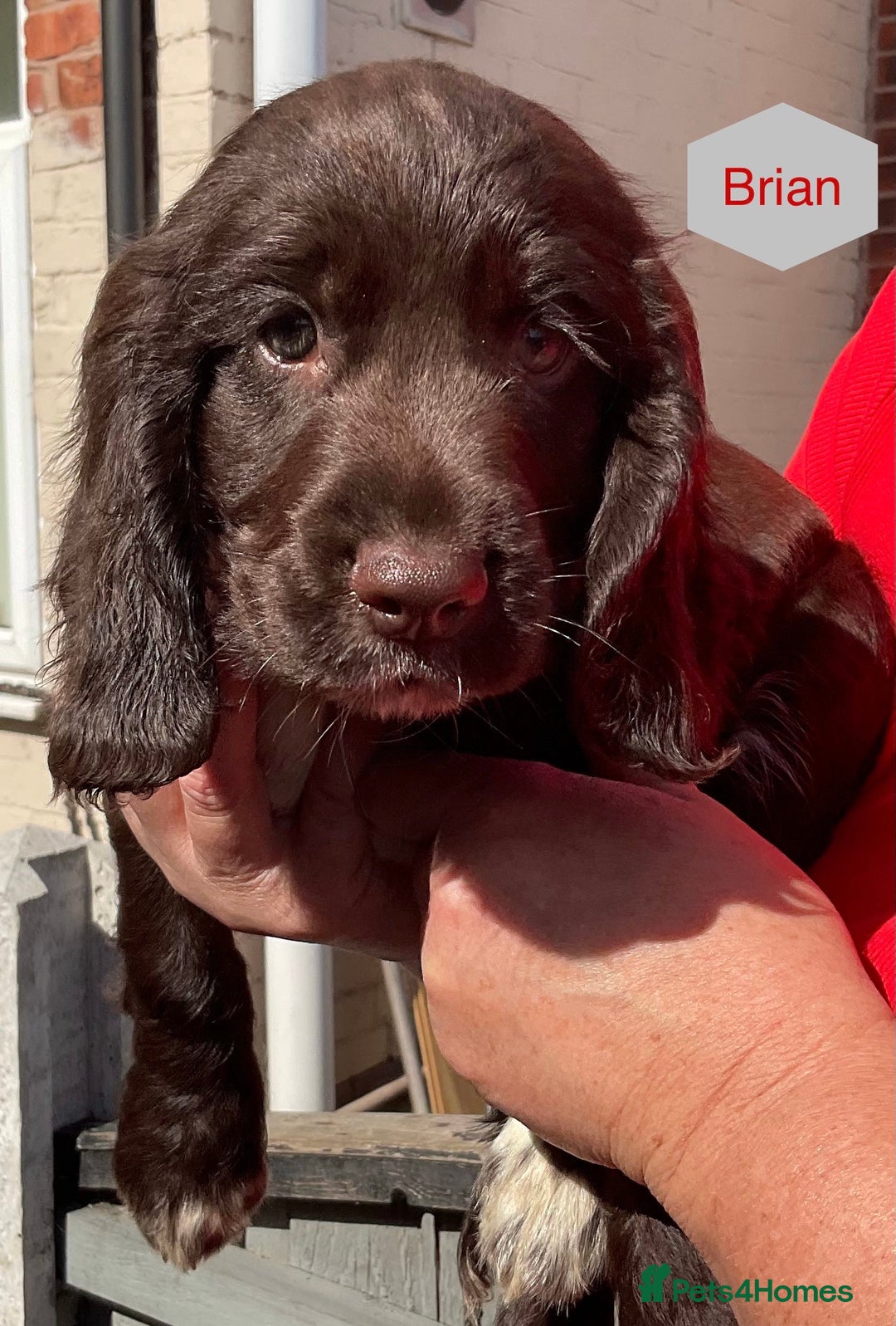 Sprocker dogs for sale: Sprockers 3/4 Cocker spaniel puppies for sale - Image 19