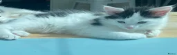 Mixed Breed cats for sale: Part Ragdoll Kittens Looking for Forever Families - Advert 13