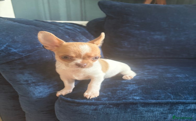 Chihuahua dogs - Advert 1