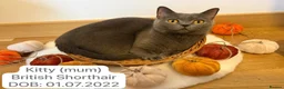 British Shorthair cats for sale: 3 Beautiful Autumn Coloured Kittens🤎🍂 - Advert 2