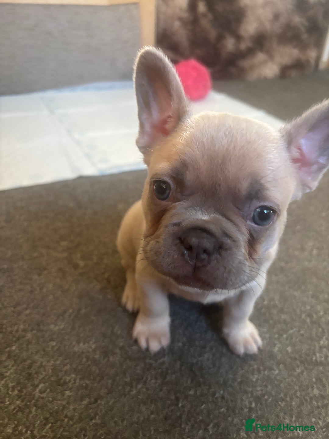 French Bulldog dogs for sale: French bulldogs  - Advert 15