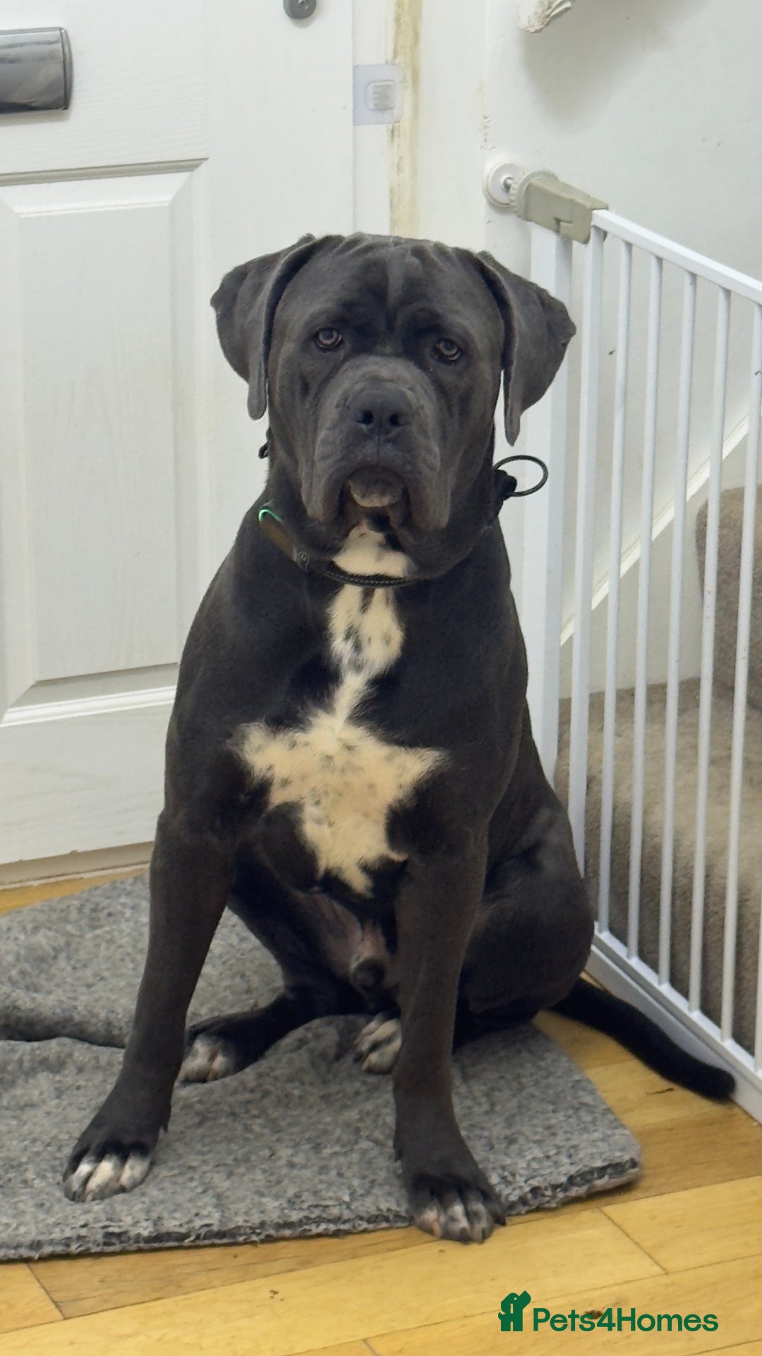 Cane Corso dogs for sale: Cane corso (kylo) - Advert 2