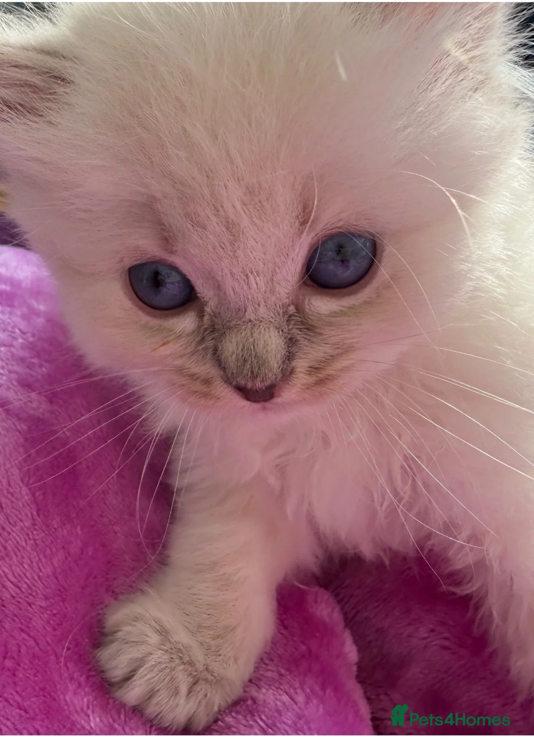 Ragdoll cats for sale: Ragdoll kittens with blue eyes ready for rehoming - Advert 2