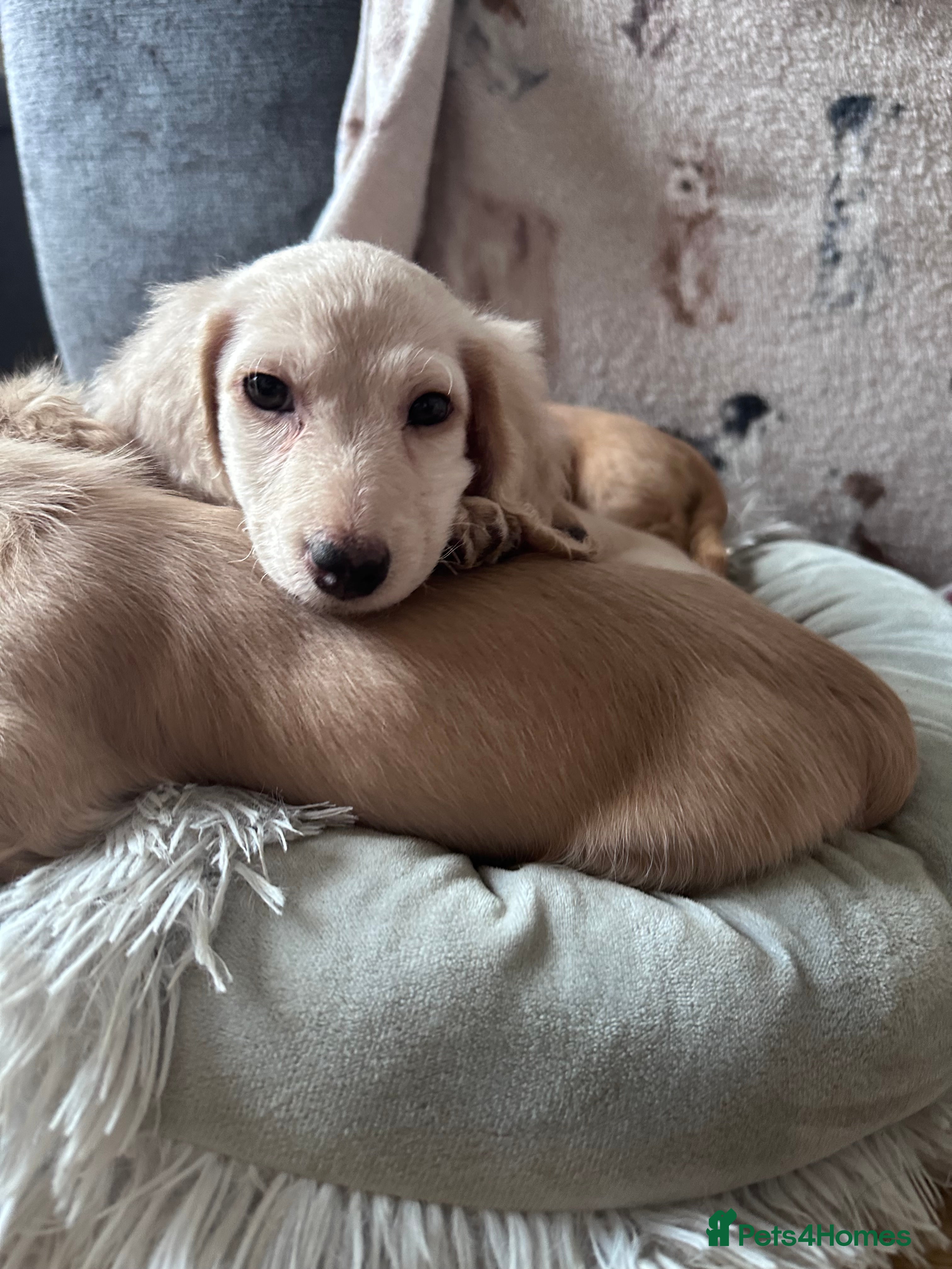 Miniature Dachshund dogs for sale: Miniature long haired dachshunds  - Advert 7