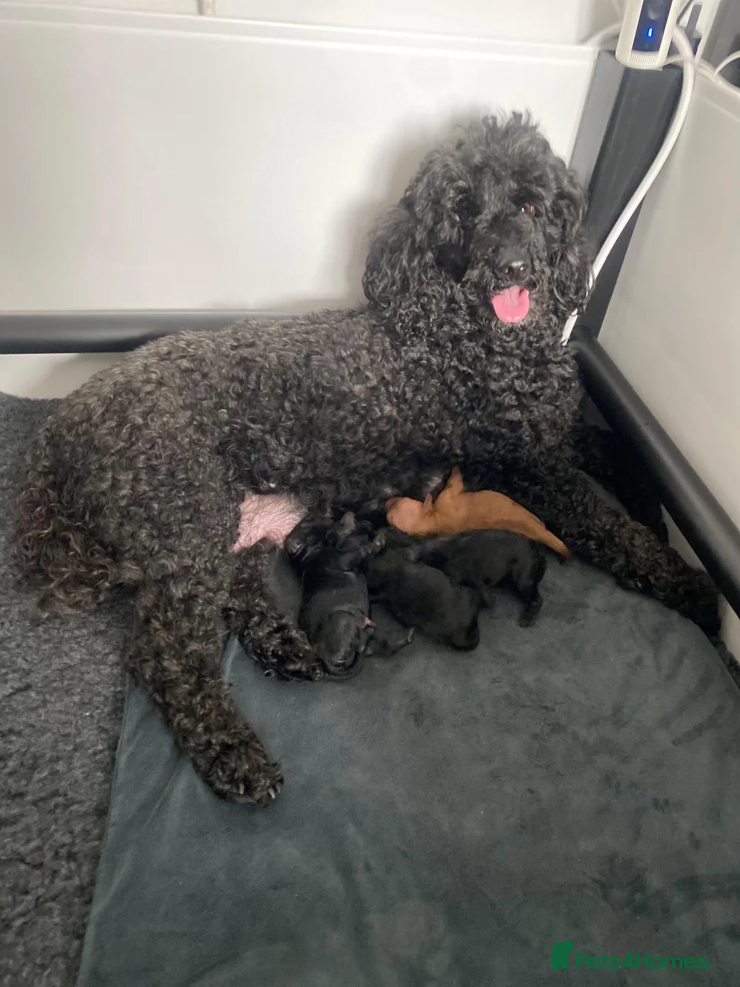 Miniature Poodle dogs for sale: KC Reg Miniature Poodles - Advert 2