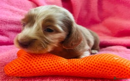 Dachshund dogs for sale: Miniature Long Haired Dachshund Puppies - Advert 6