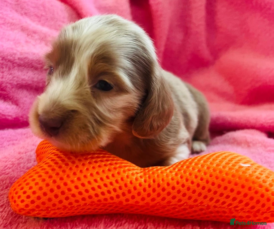 Dachshund dogs for sale: Miniature Long Haired Dachshund Puppies - Advert 6