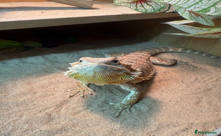 Bearded Dragon reptiles - Advert 1
