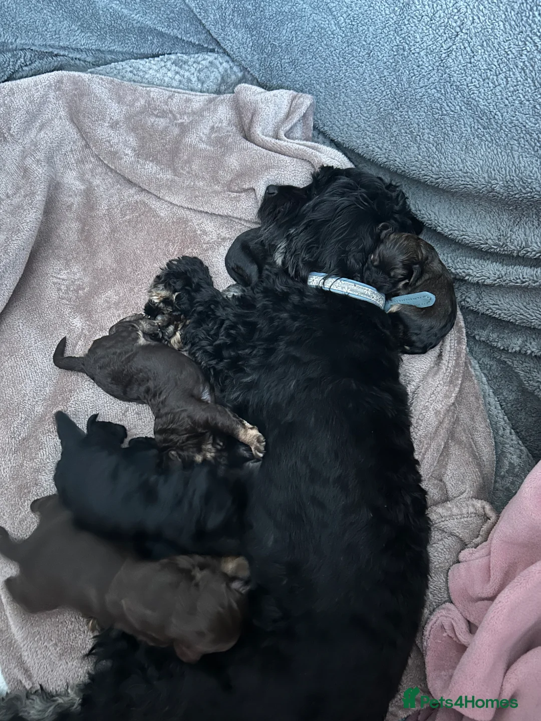 Mixed Breed dogs for sale: Mixed Cavapoo and cockapoo puppies ❤️ in Torquay - Advert 15