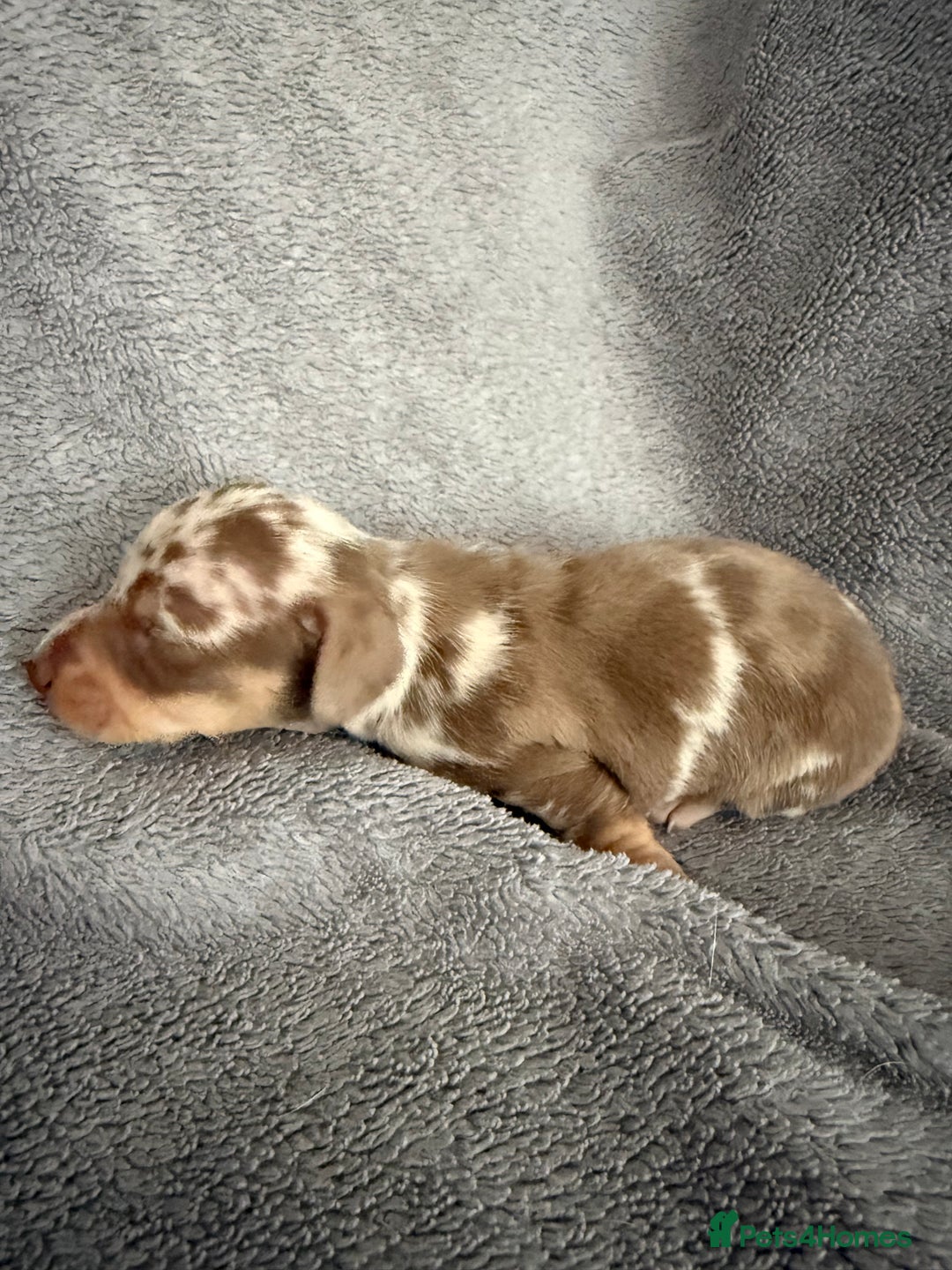 Miniature Dachshund dogs for sale: KC Mini Smooth haired Dachshunds  - Advert 13