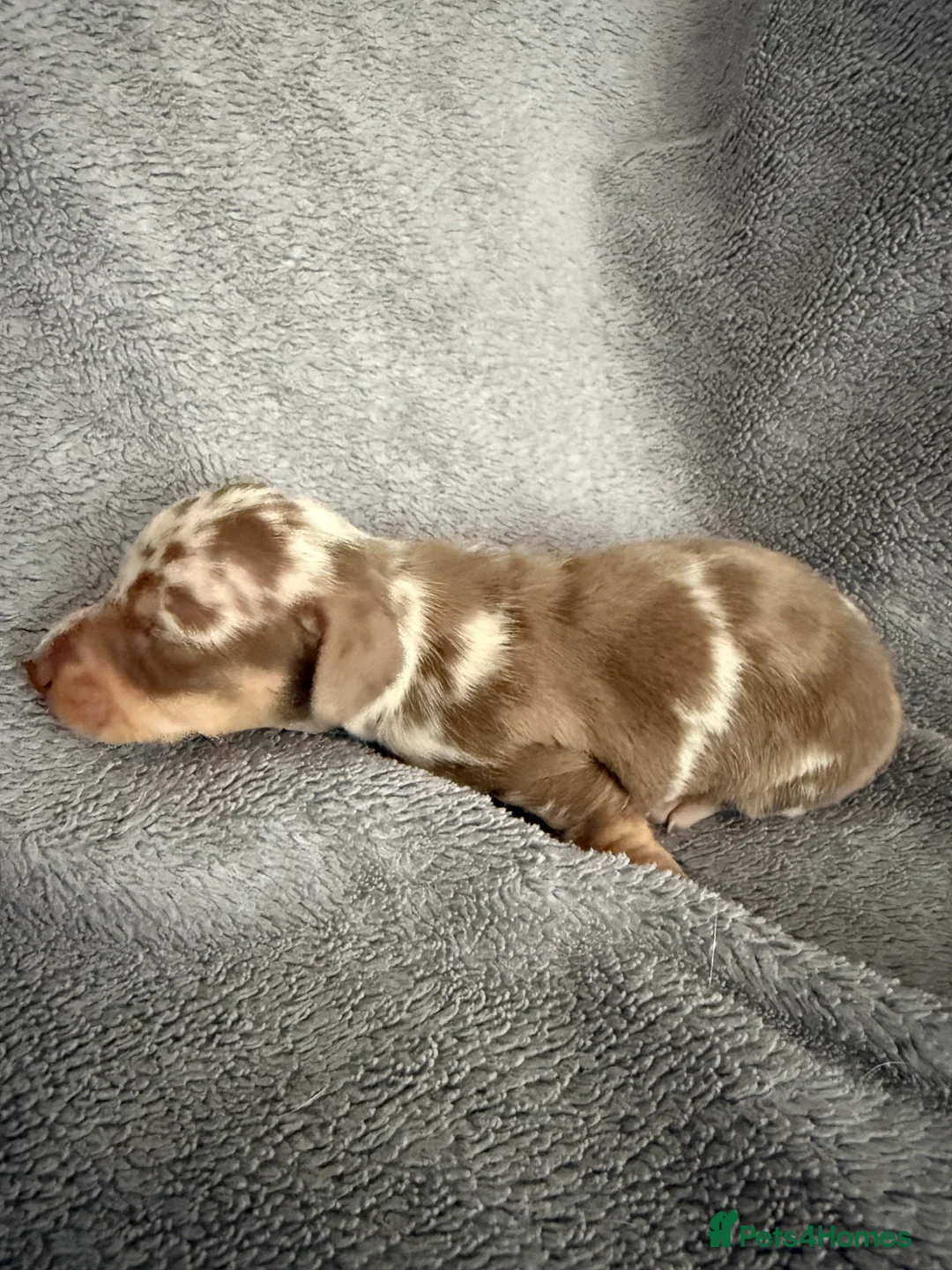 Miniature Dachshund dogs for sale: KC Mini Smooth haired Dachshunds  - Advert 13