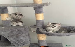 Persian cats for sale: Last 2 Boys! READY TO LEAVE - Image 8