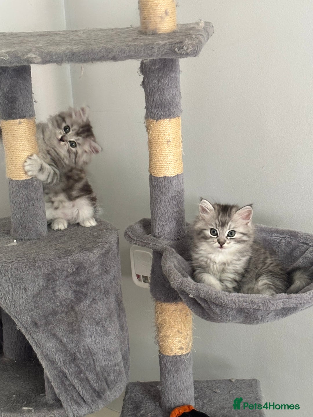Persian cats for sale: Last 2 Boys! READY TO LEAVE - Image 8