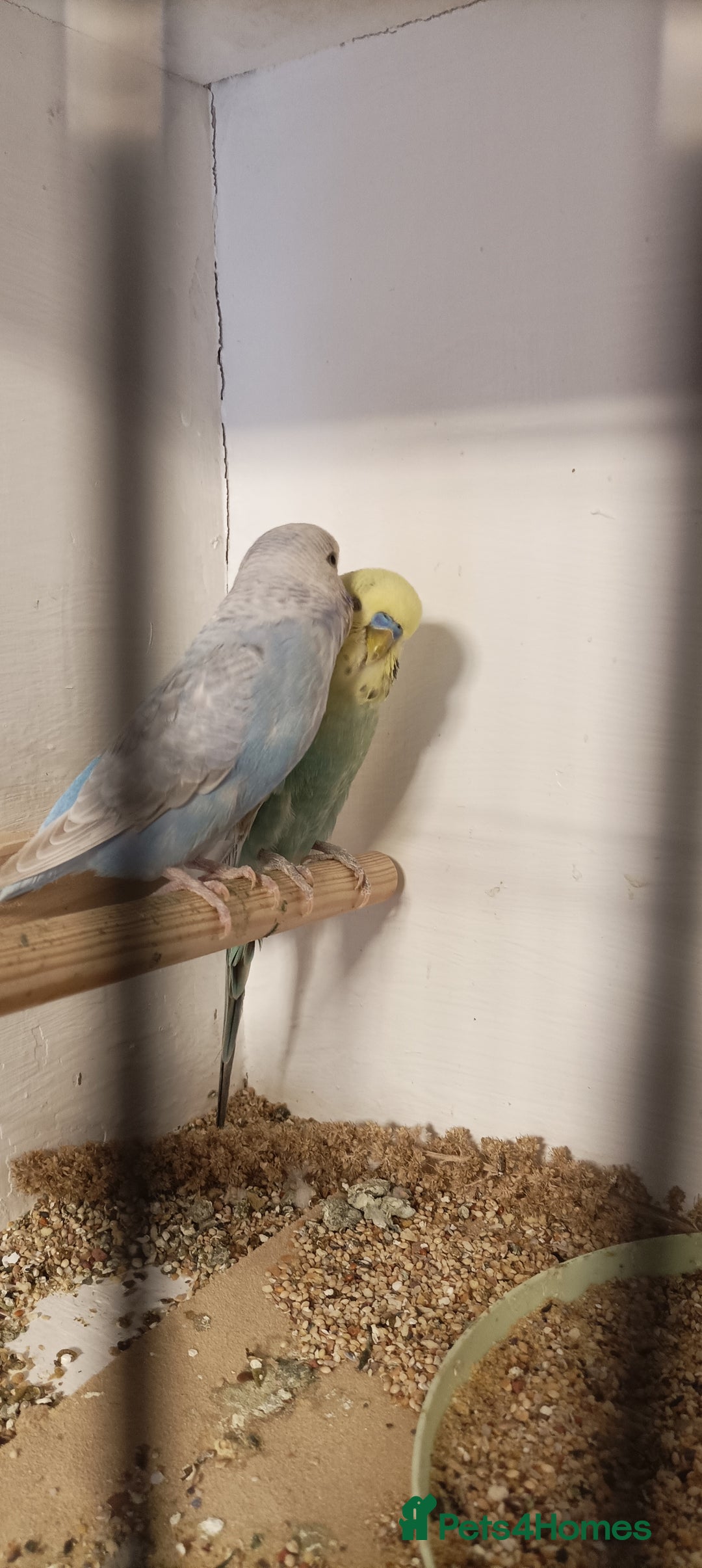 Budgerigars birds for sale: Budgies  - Image 2