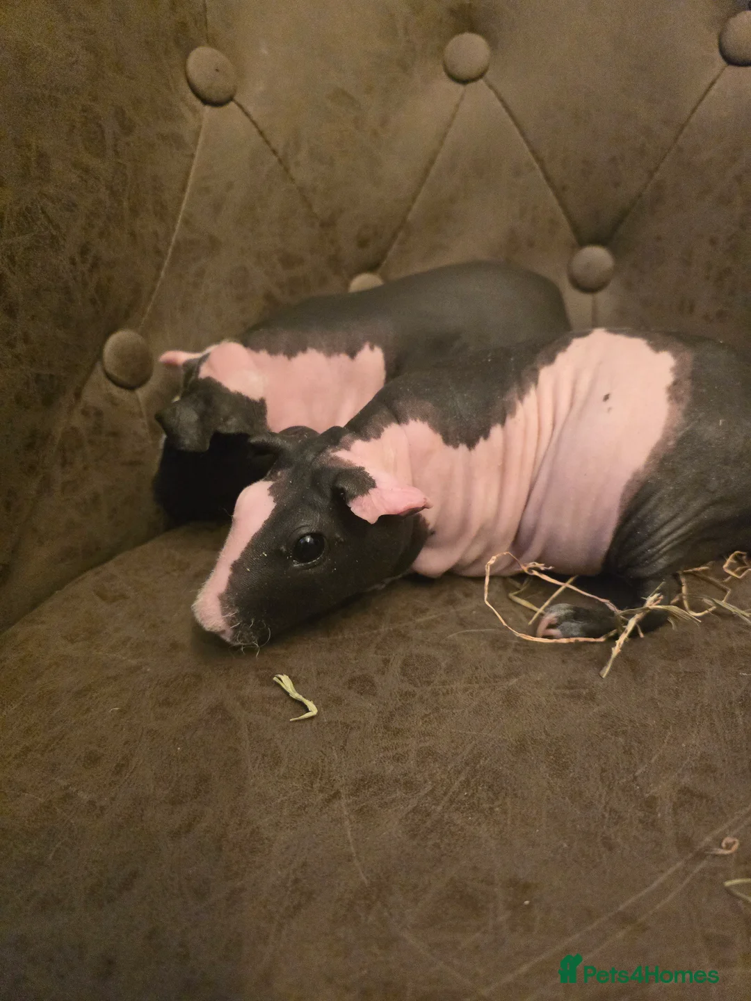 Guinea Pig rodents for sale: 2 skinny pig females 14 months old beautiful - Advert 5