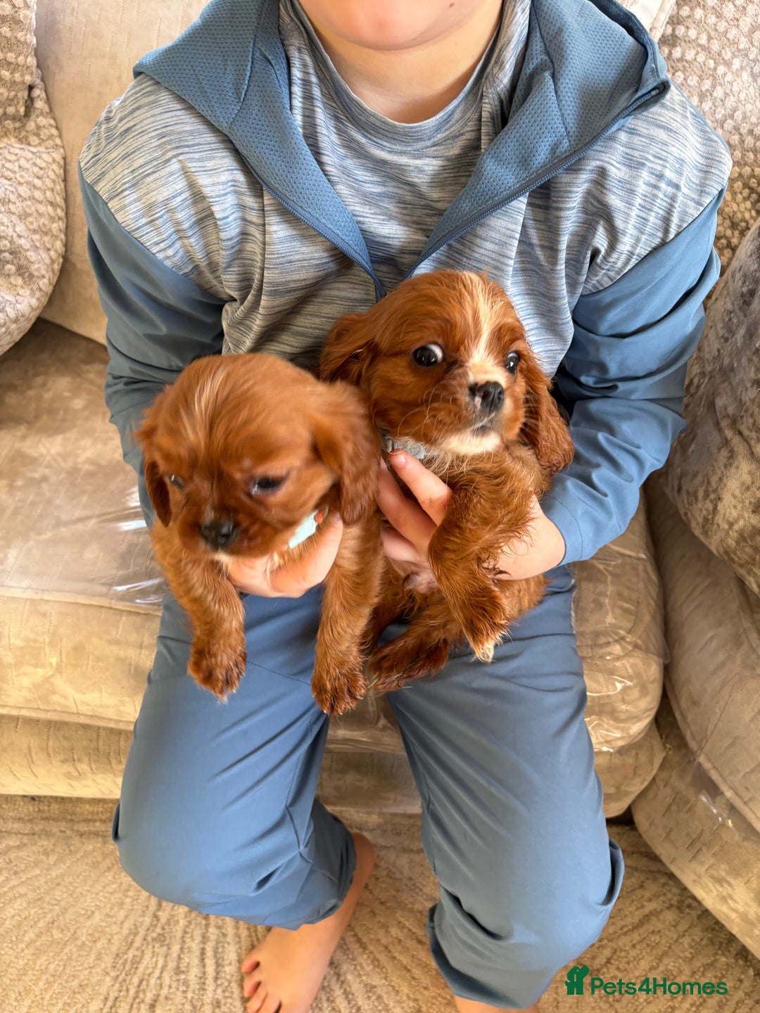 Cavalier King Charles Spaniel dogs for sale: Cavalier King Charles pups  - Advert 6