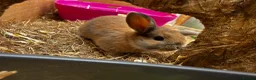 Mixed Breed rabbits for sale: 3 x baby lop bunnies  - Advert 2