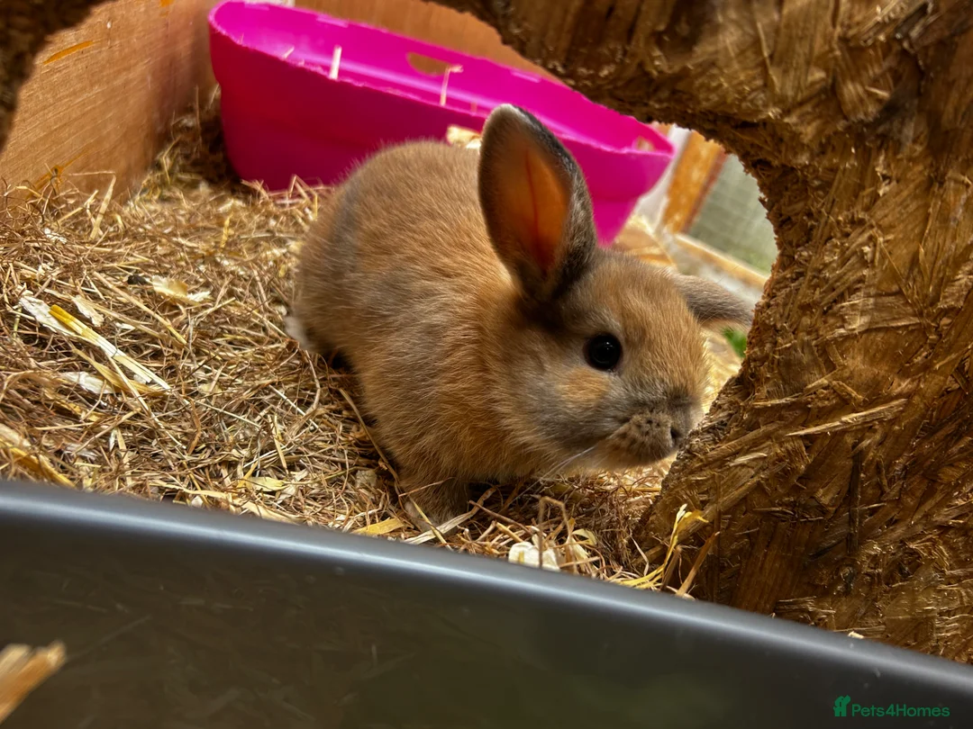 Mixed Breed rabbits for sale: 3 x baby lop bunnies  - Advert 2