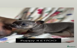 French Bulldog dogs for sale: Adorable French Bulldog Puppies in Barking - Image 21