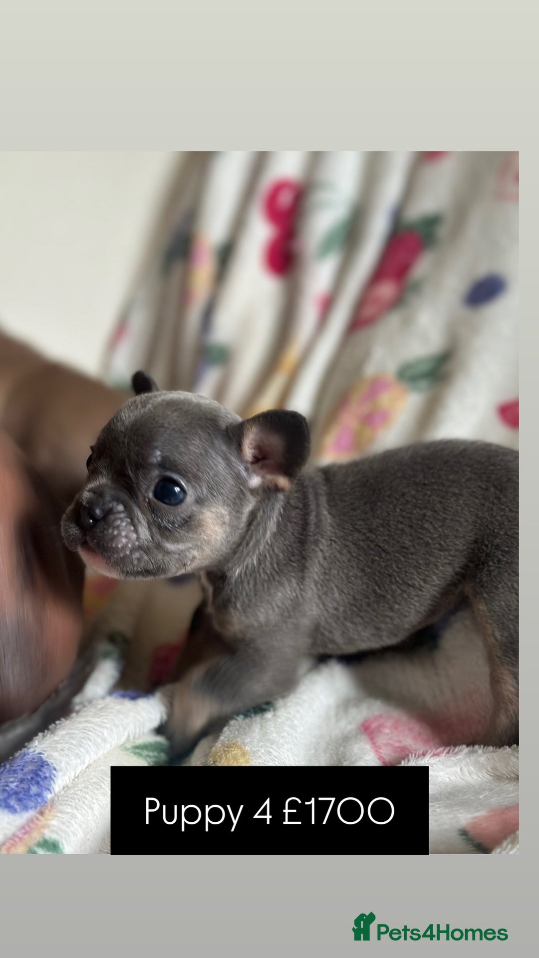 French Bulldog dogs for sale: Adorable French Bulldog Puppies in Barking - Image 21