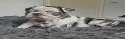 French Bulldog dogs for sale: 💥 Velvet Coats and New Shade french Bulldogs 💥 - Advert 10