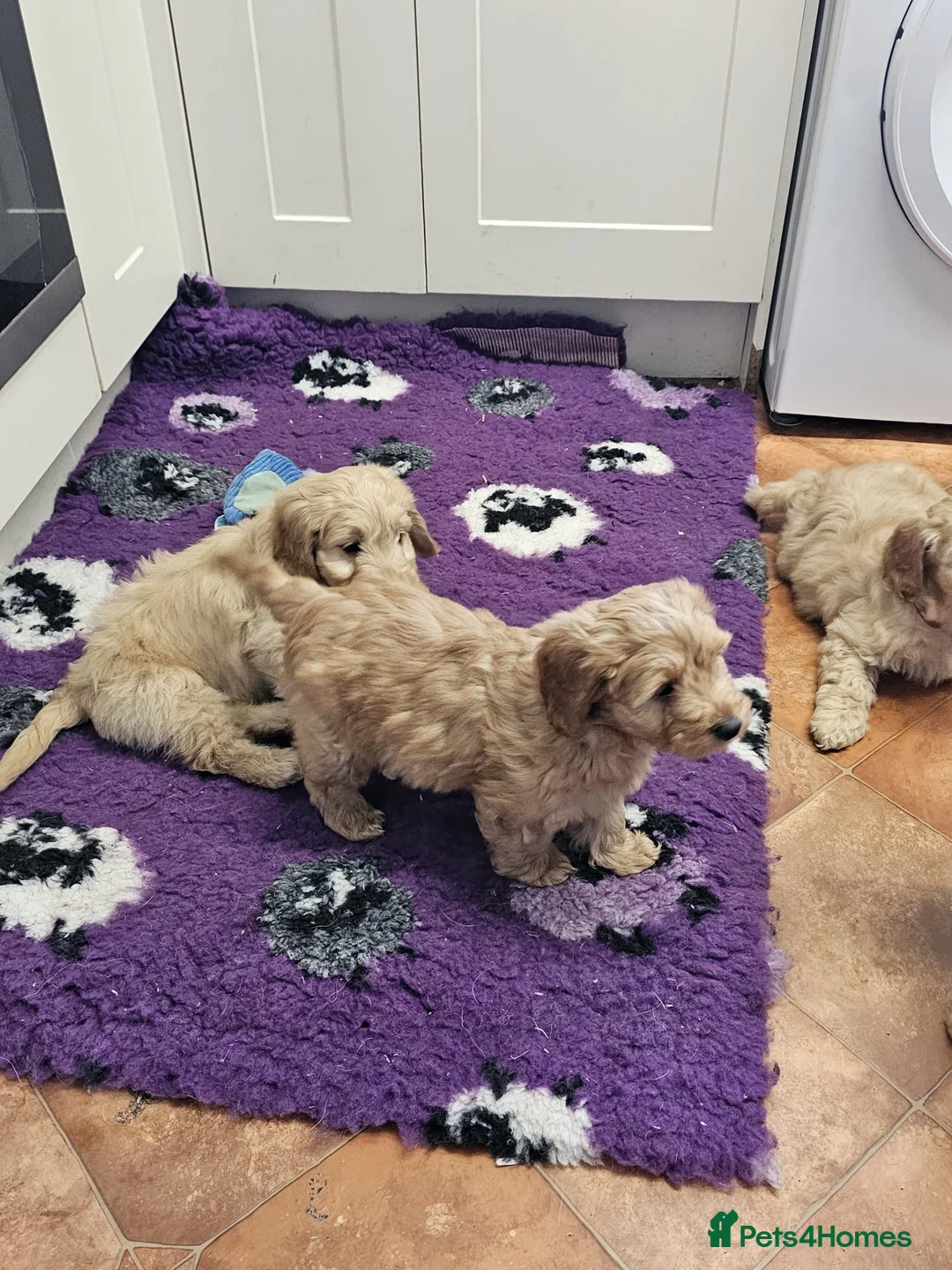 Cockapoo dogs for sale: Bred From Health Tested Parents - Advert 1