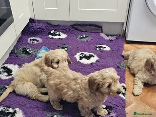 Cockapoo dogs Bred From Health Tested Parents - Advert 11