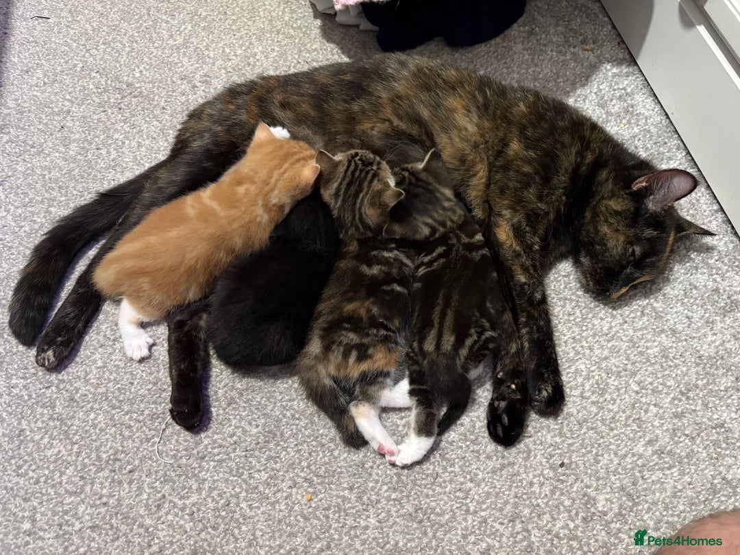 Mixed Breed cats for sale: 3 beautiful kittens looking for a forever home - Advert 8