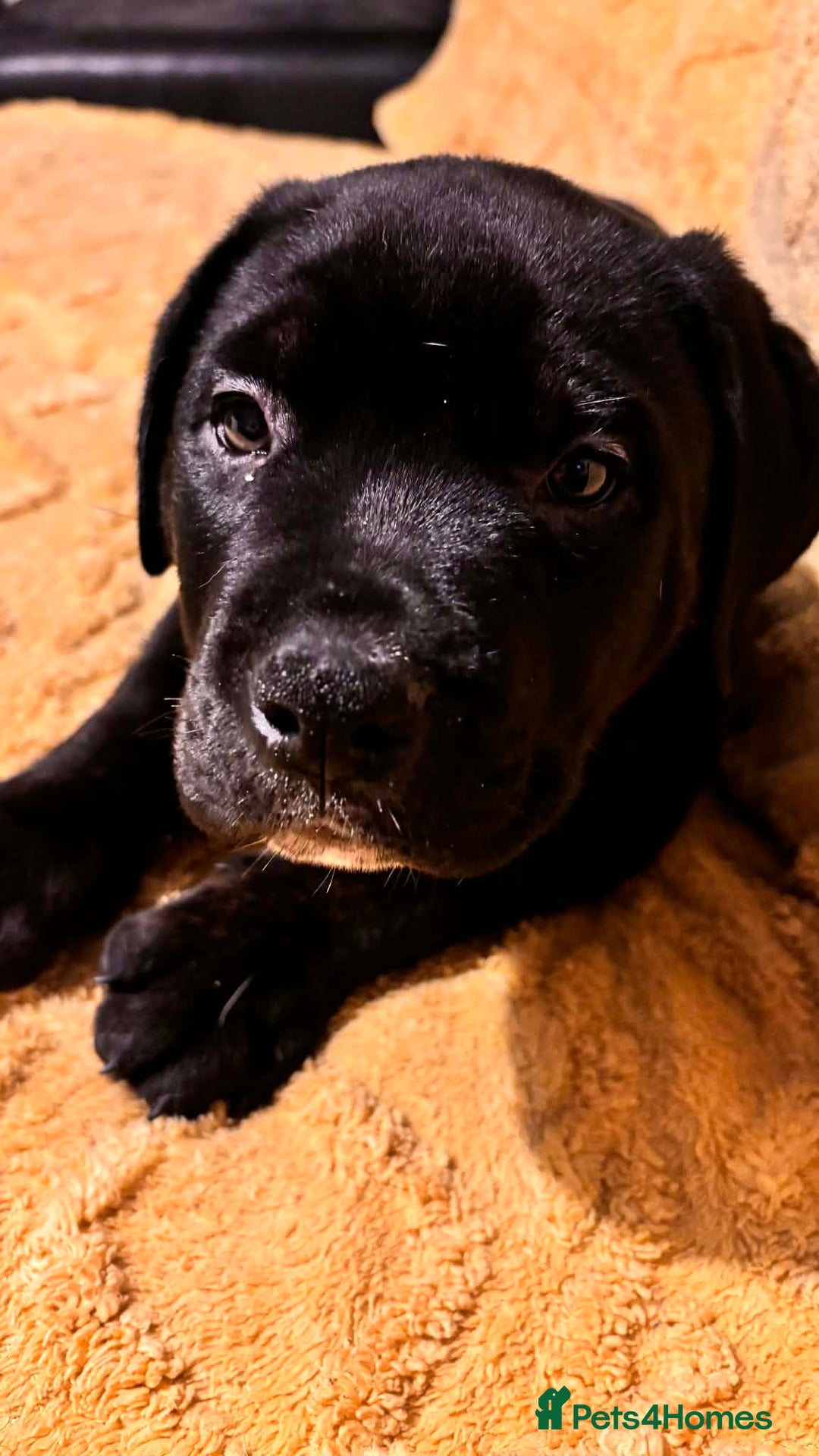 Mixed Breed dogs for sale: 5 lovely rotties x bully puppies - Advert 10