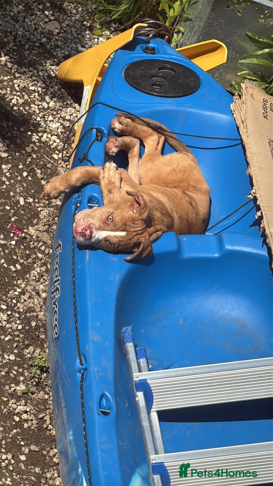 Olde English Bulldogge dogs for sale: Effie  - Advert 8