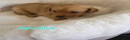 Labrador Retriever dogs for sale: Kc Reg Dark Fox Red & Light Red Lab Pups - Advert 30