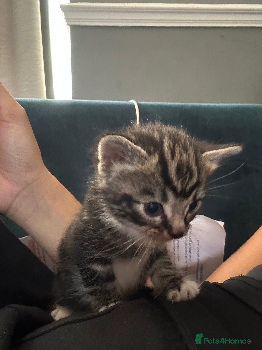Mixed Breed cats for sale: Tabby White and black kittens  - Image 2