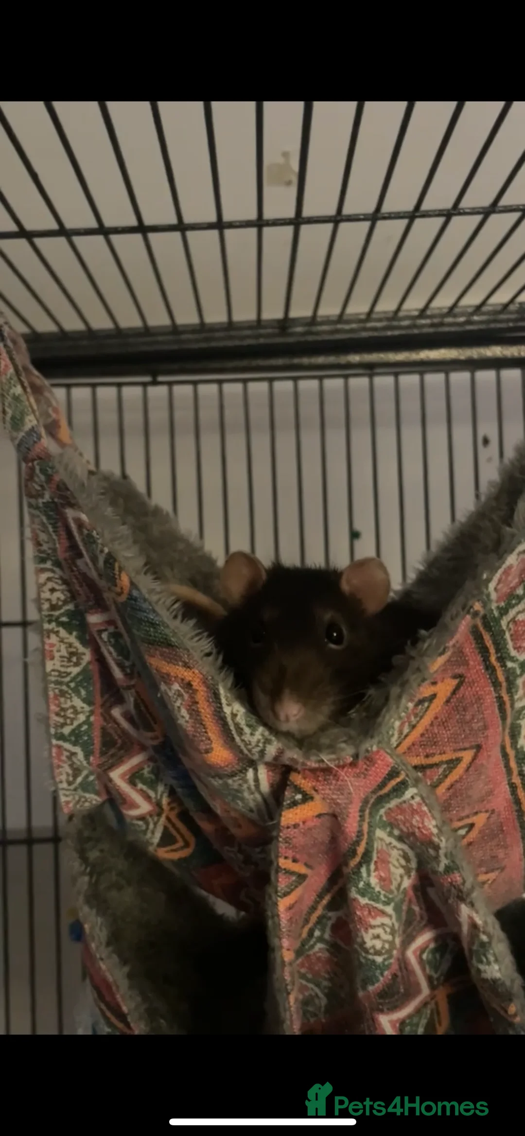 Rat rodents for sale: 4 super friendly precious male rats <3 in Highbridge - Advert 4