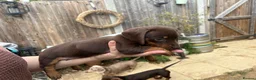 Miniature Dachshund dogs for sale: Miniature dachshunds  - Advert 17