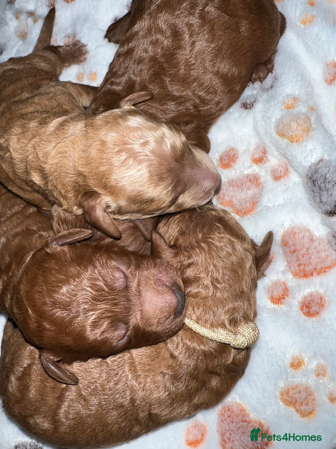 Goldendoodle dogs for sale: Miniture F1B Irish doodles health tested parents  - Advert 1