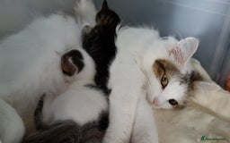 British Shorthair cats for sale: for sale 2 cheeky little monkeys  - Image 18