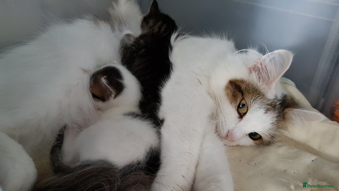 British Shorthair cats for sale: for sale 2 cheeky little monkeys  - Image 18