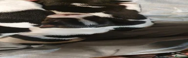 Jack Russell 1