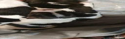 Jack Russell dogs for sale: GORGEOUS TRI-COLOURED JACK RUSSELL PUPPIES - Advert 3