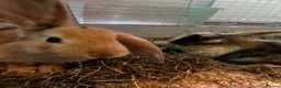 Mini Lop rabbits for sale: 2 male rabbits looking for a loving home - Advert 1