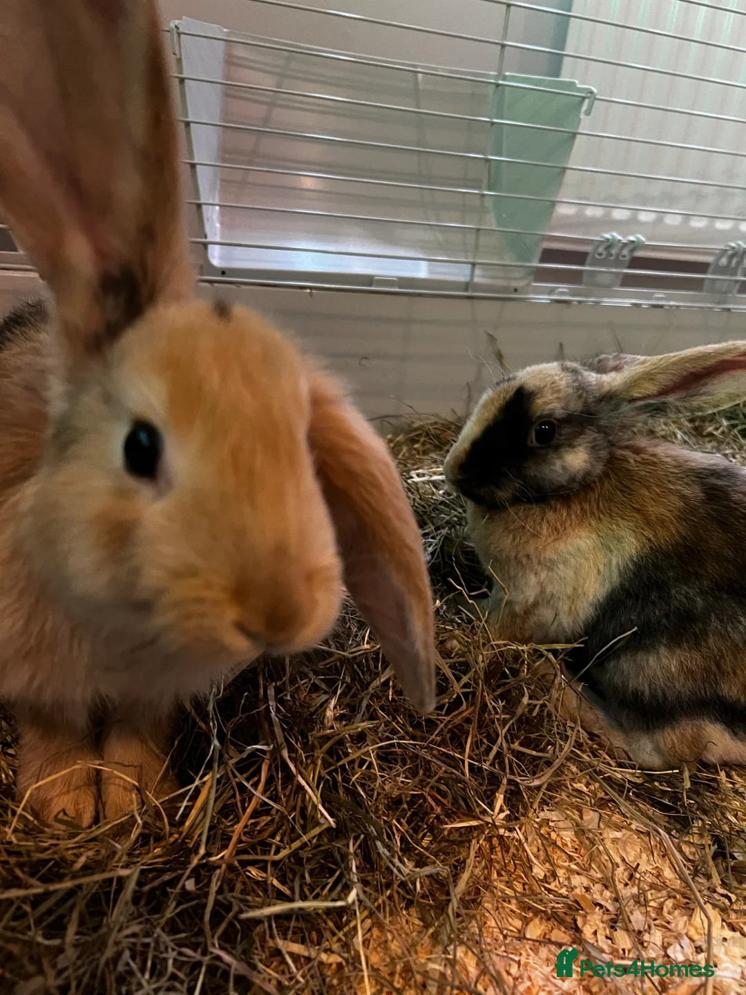 Mini Lop rabbits for sale: 2 male rabbits looking for a loving home - Advert 1