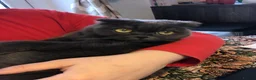 Scottish Fold cats for sale: Seeking new home - Advert 6