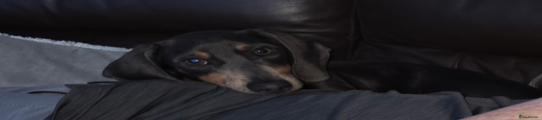 Minature Dachshund Puppy *reduced as we need him rehomed asap* he did go with a family member for over a month but shes now to busy with work, hes nearly 7 months old 