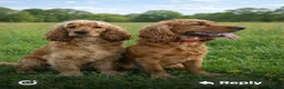 Cocker Spaniel dogs for sale: Cocker spaniel Puppies in Widnes - Advert 9