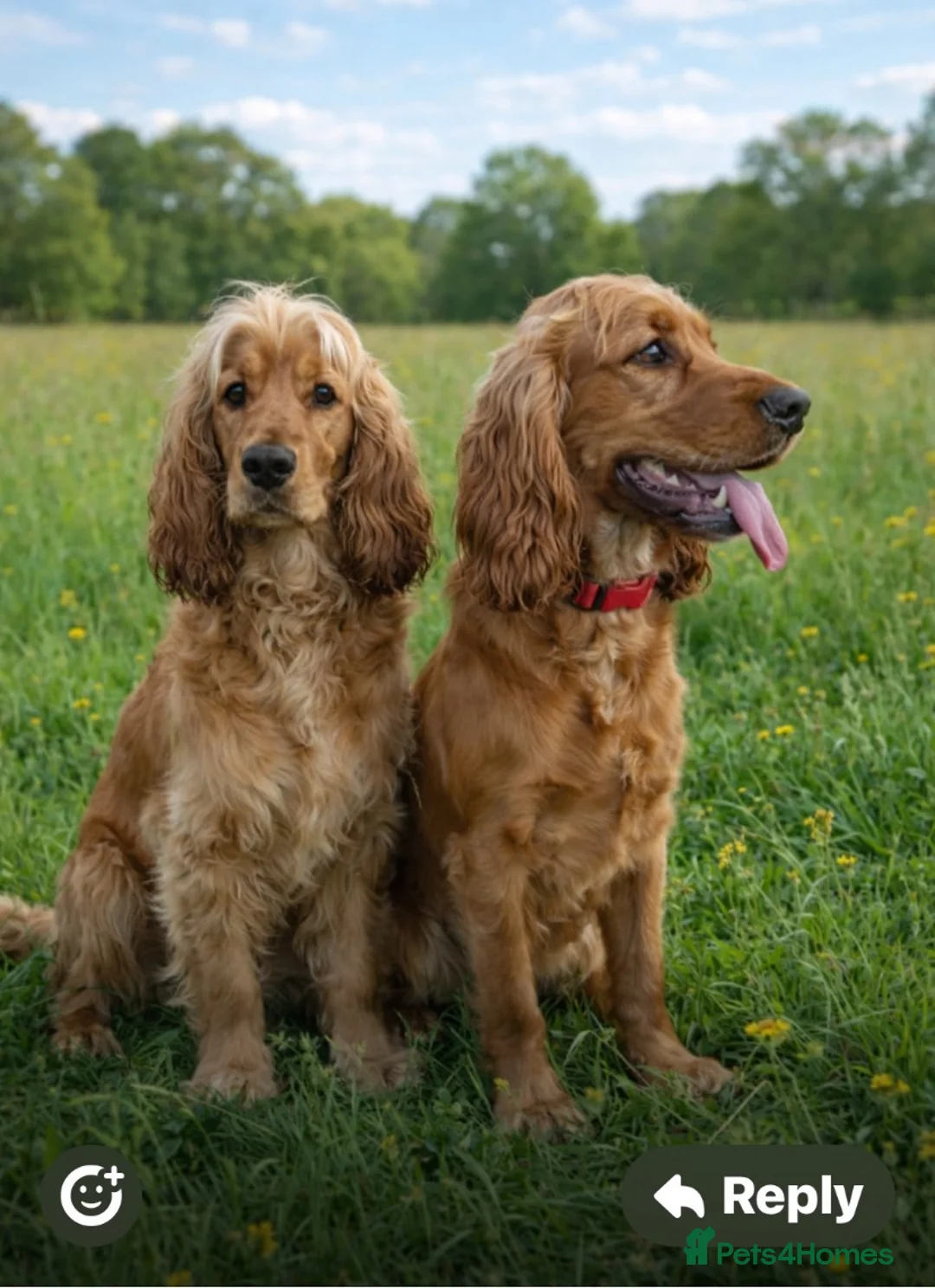 Cocker Spaniel dogs for sale: Cocker spaniel Puppies in Widnes - Advert 9