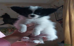 Papillon dogs for sale: 2 beautifulexamples of this beautiful breed - Advert 3